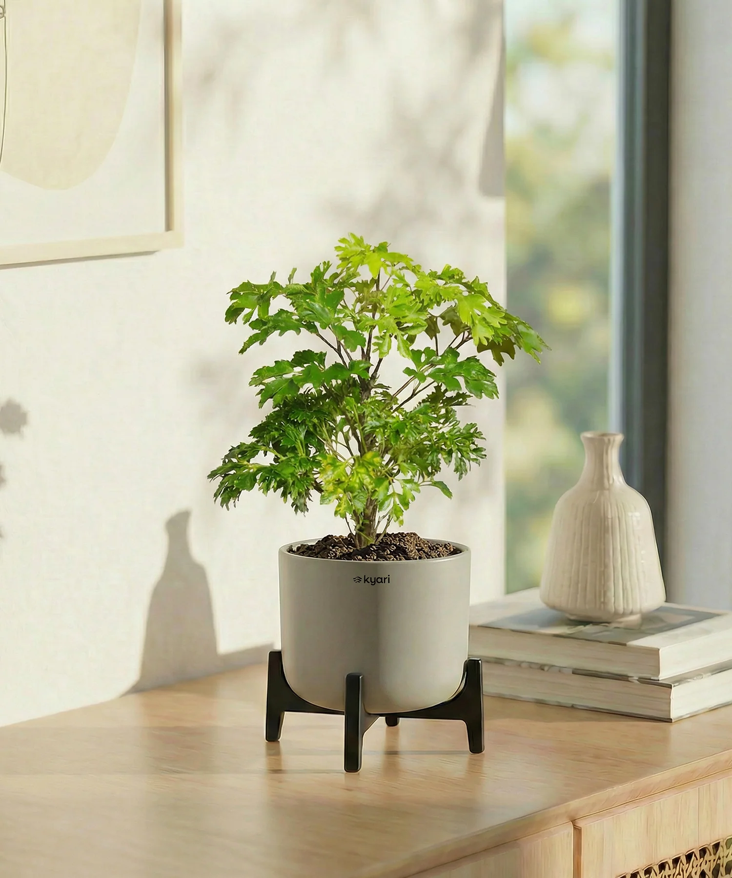 Aralia Plant with Aira Pot - Image 16