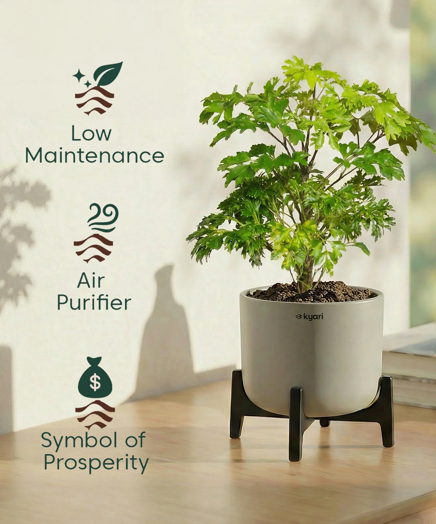 Aralia Plant with Aira Pot - Image 17