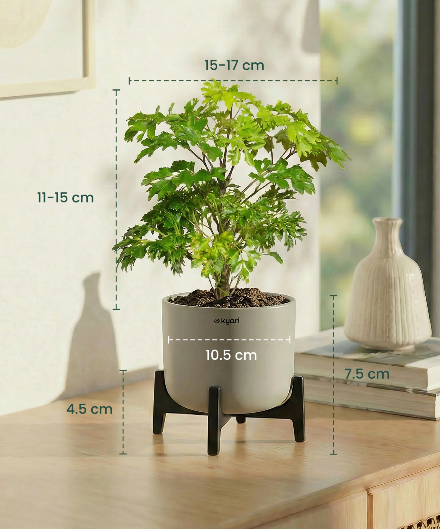 Aralia Plant with Aira Pot - Image 18