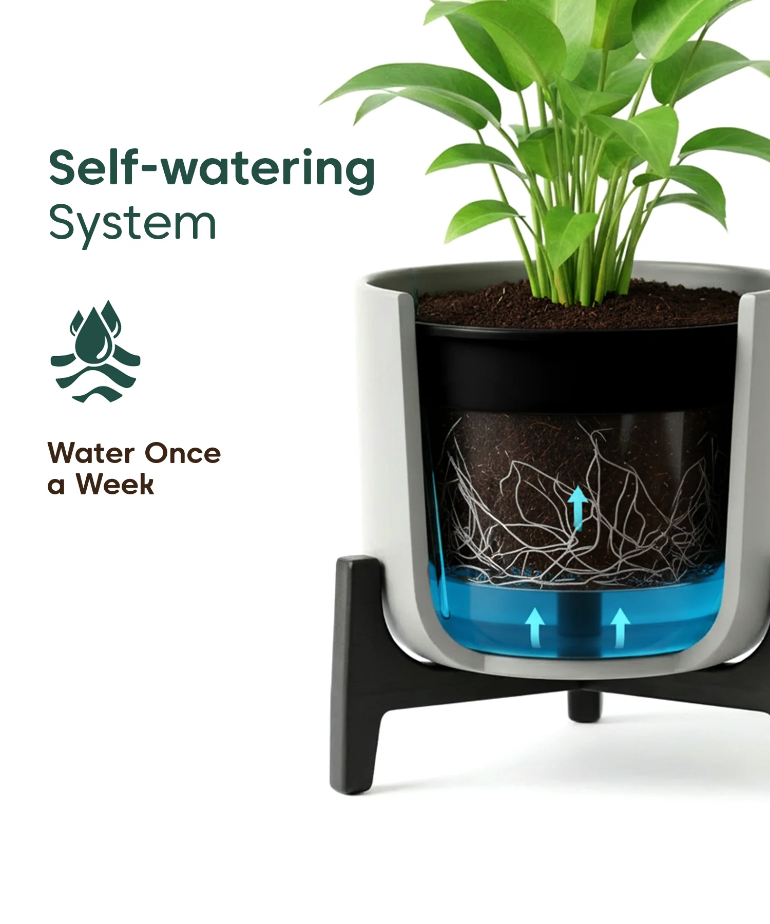 Aralia Plant with Aira Pot - Image 19