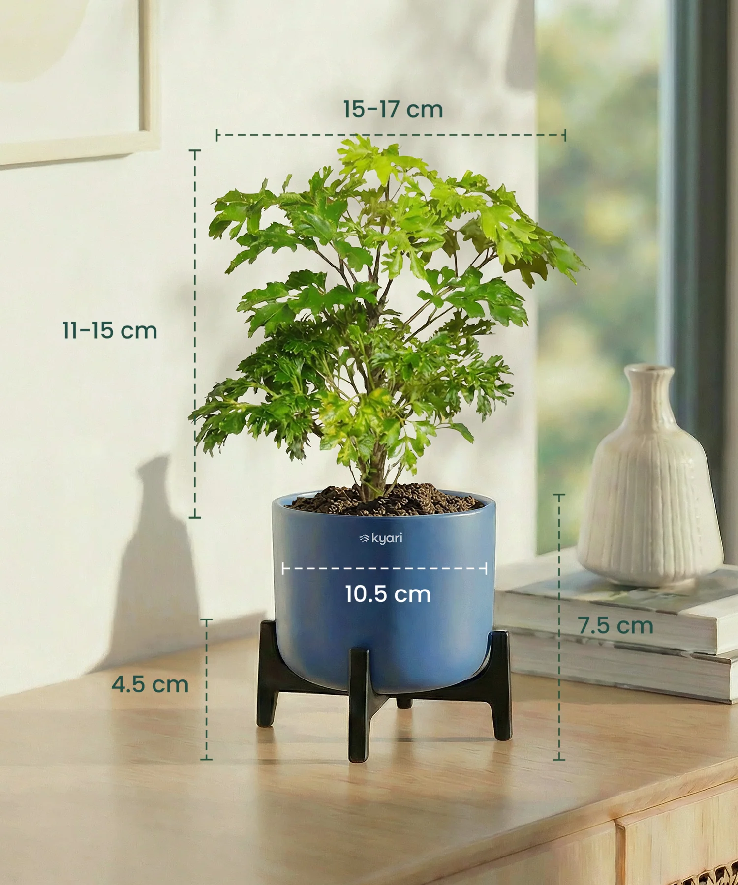 Aralia Plant with Aira Pot - Image 4