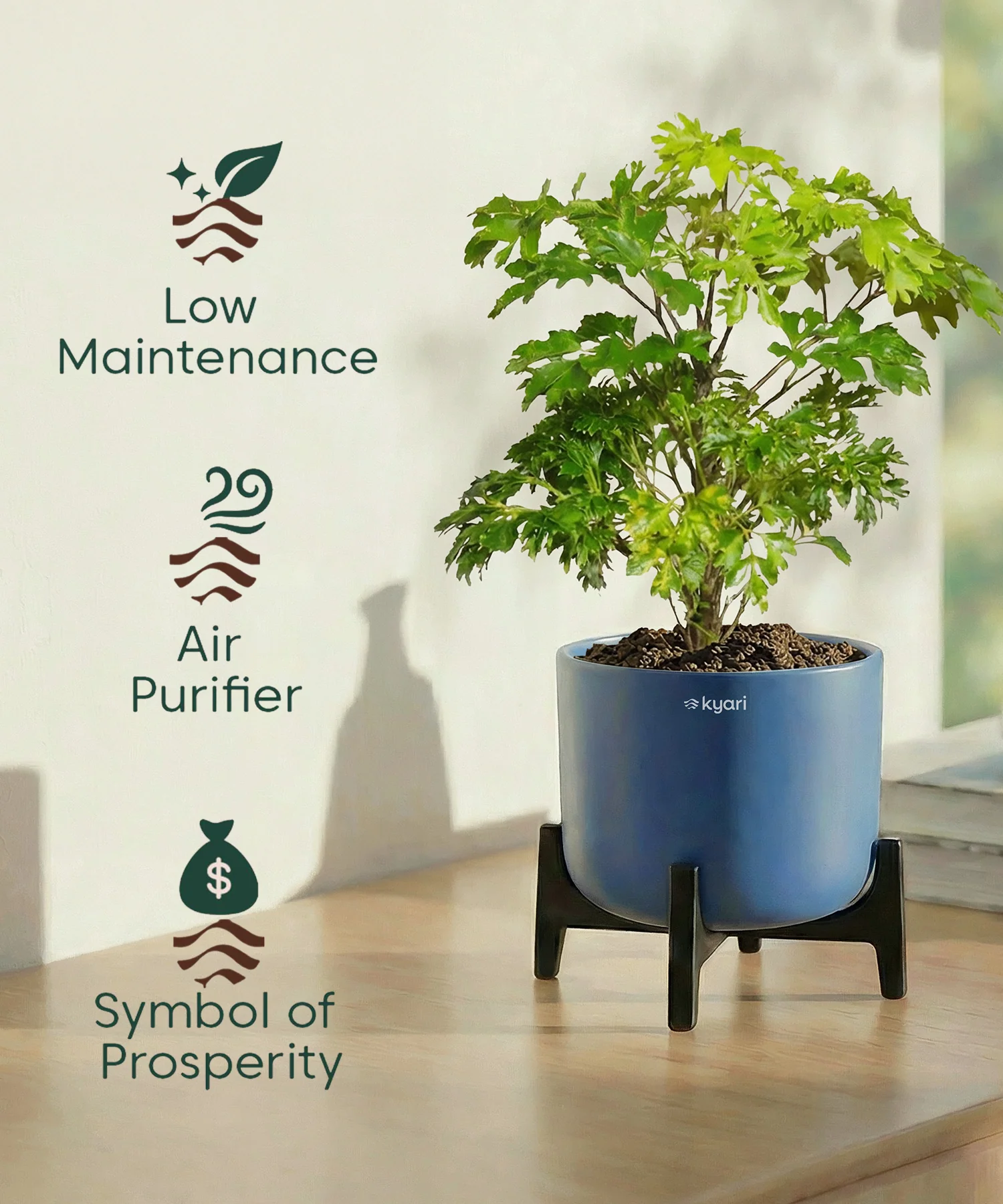 Aralia Plant with Aira Pot - Image 5