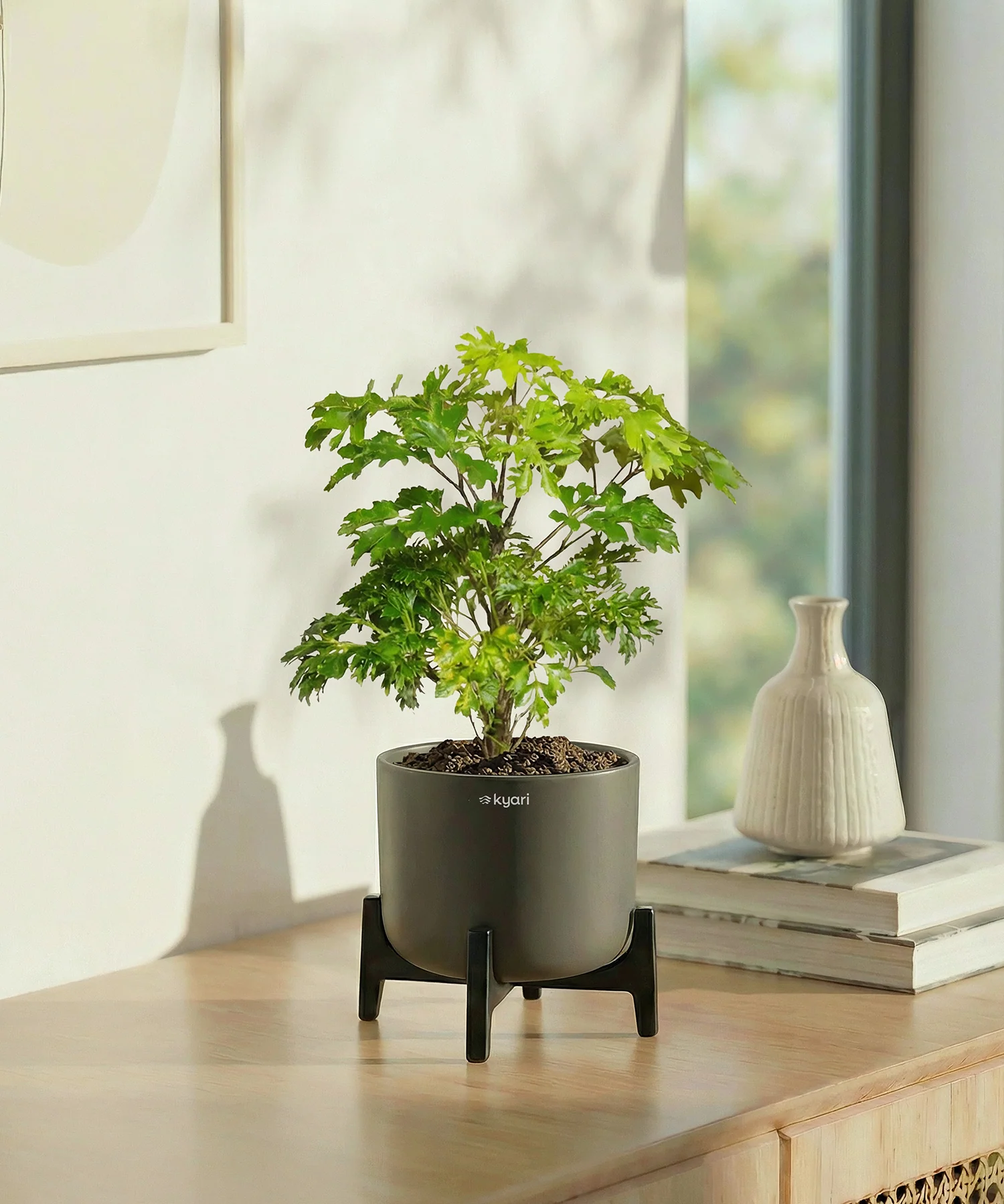 Aralia Plant with Aira Pot - Image 6