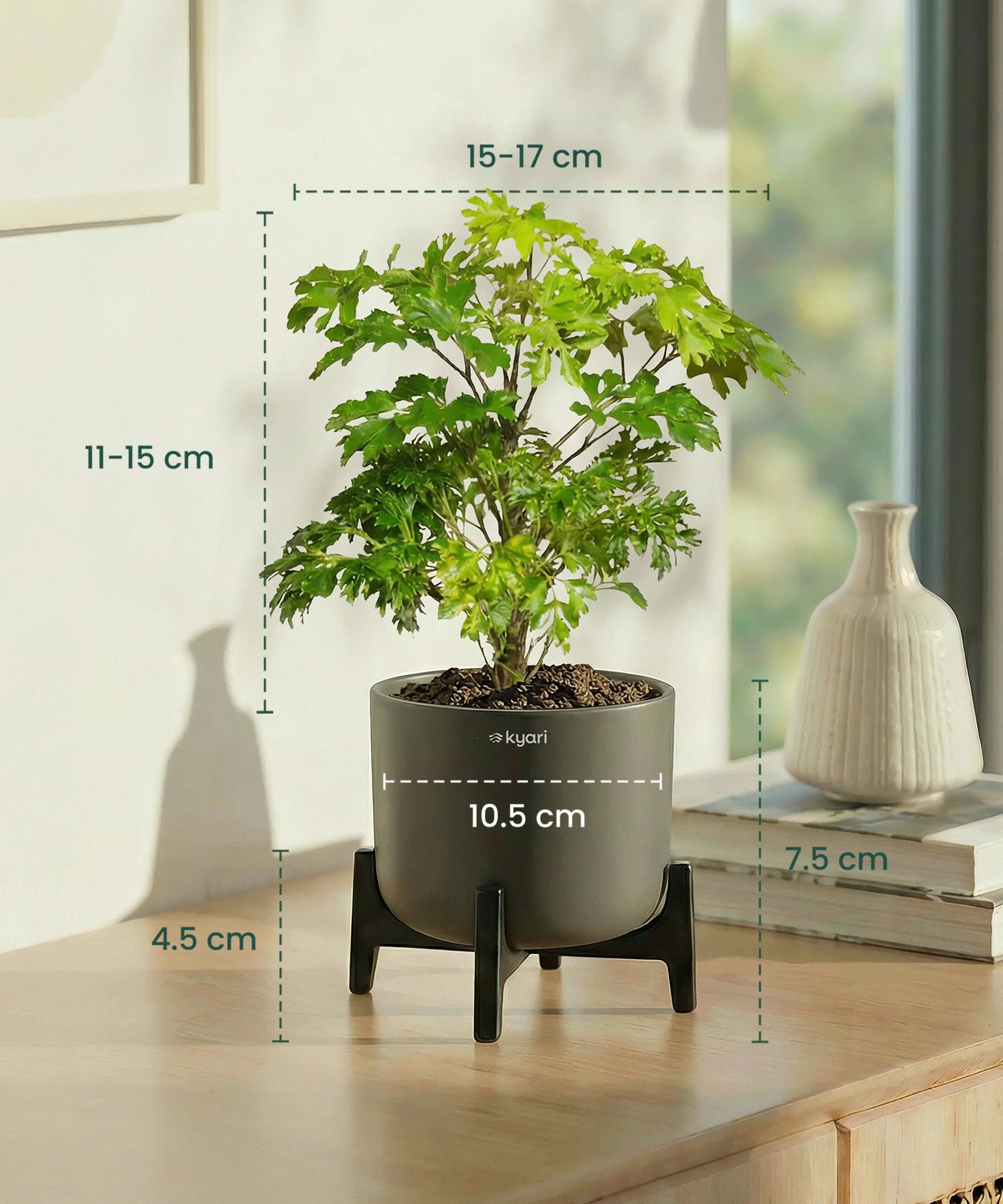 Aralia Plant with Aira Pot - Image 7