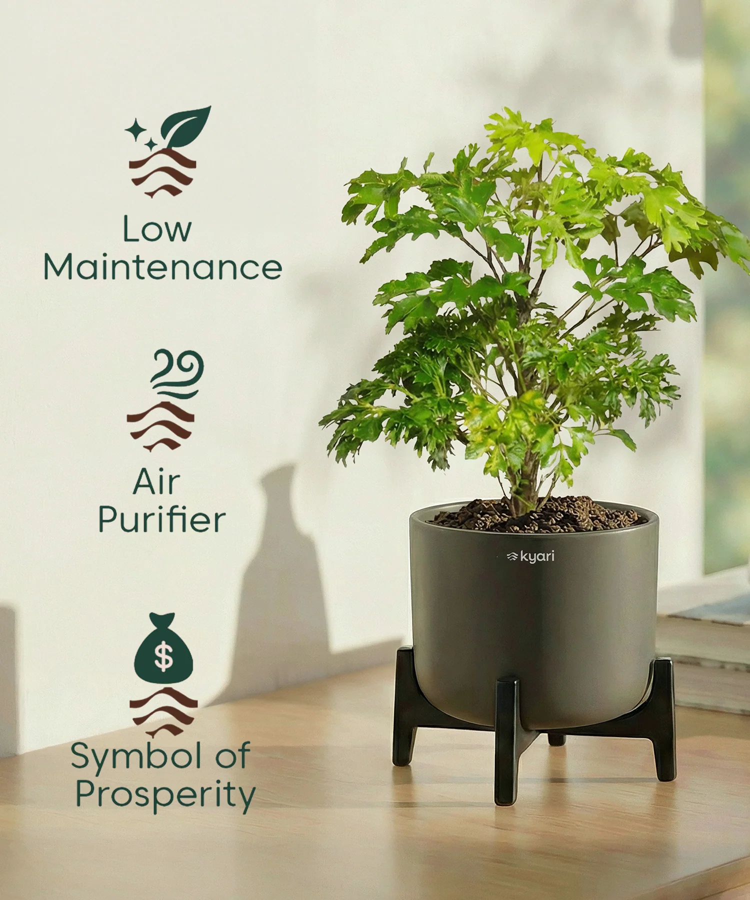 Aralia Plant with Aira Pot - Image 8