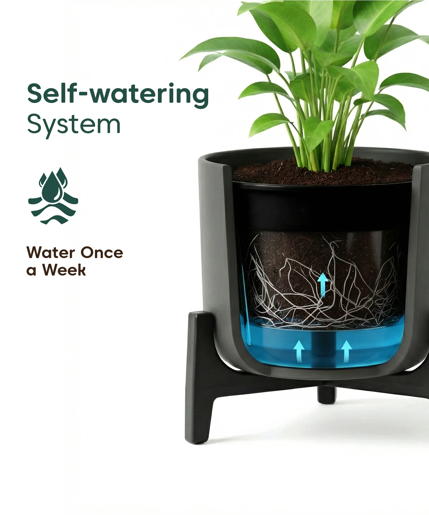 Aralia Plant with Aira Pot - Image 9