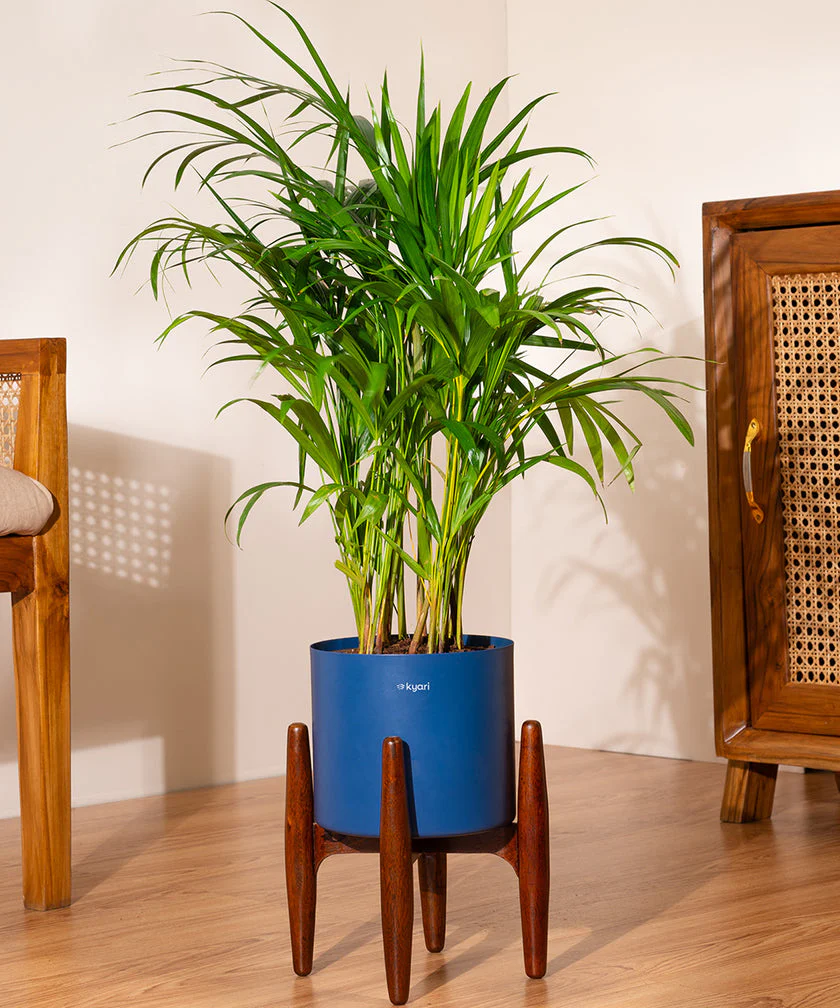 Areca Palm with Metal Self Watering Pot - Image 12