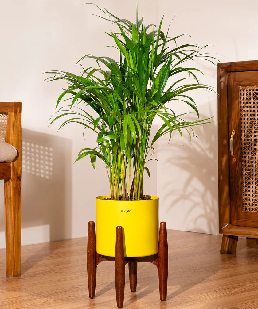 Areca Palm with Metal Self Watering Pot - Image 18
