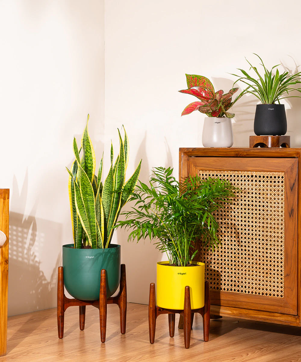Areca Palm with Metal Self Watering Pot - Image 23