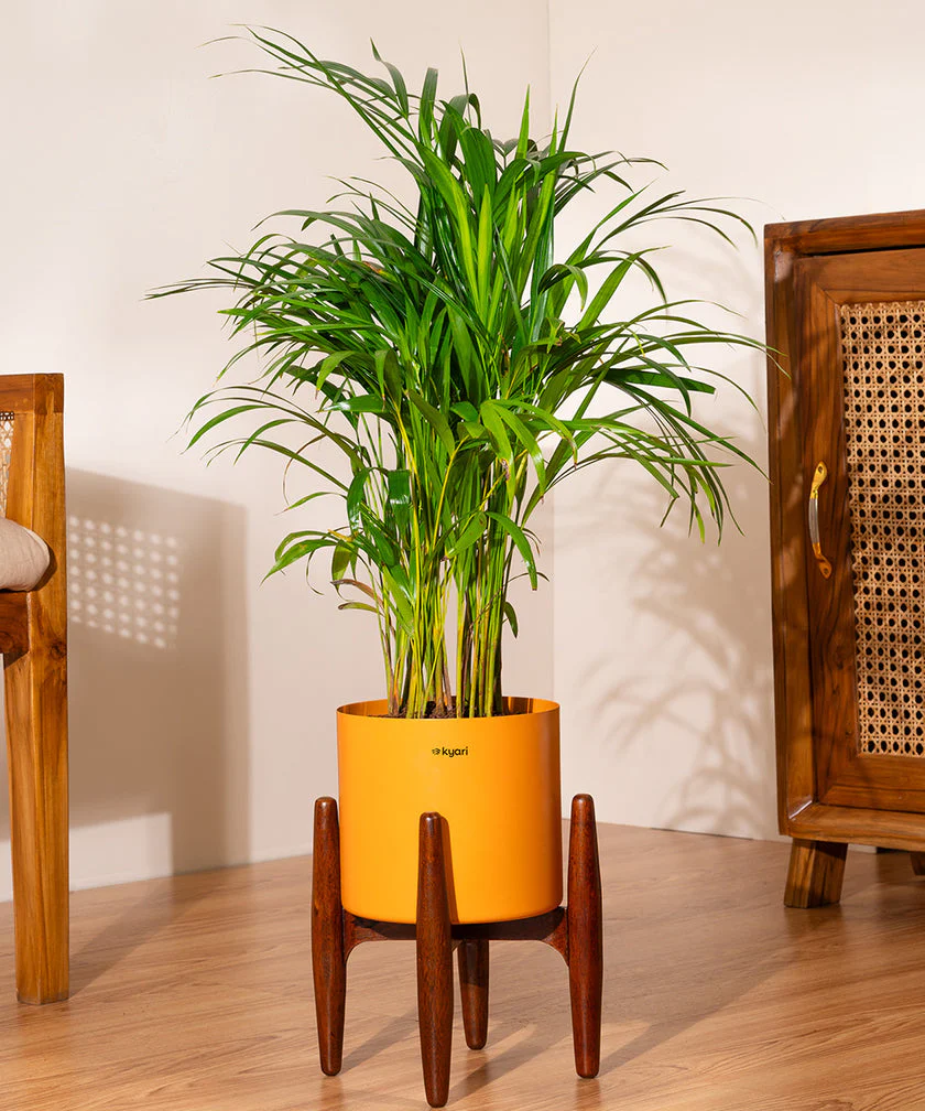 Areca Palm with Metal Self Watering Pot - Image 24