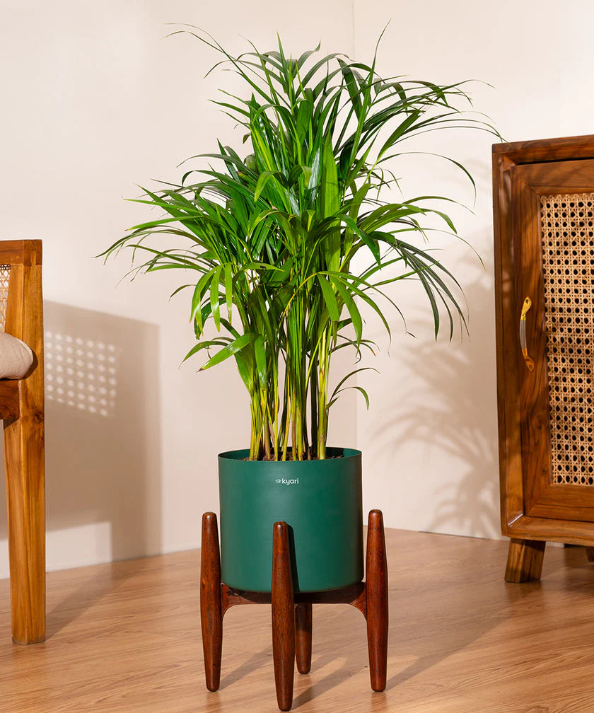 Areca Palm with Metal Self Watering Pot - Image 30