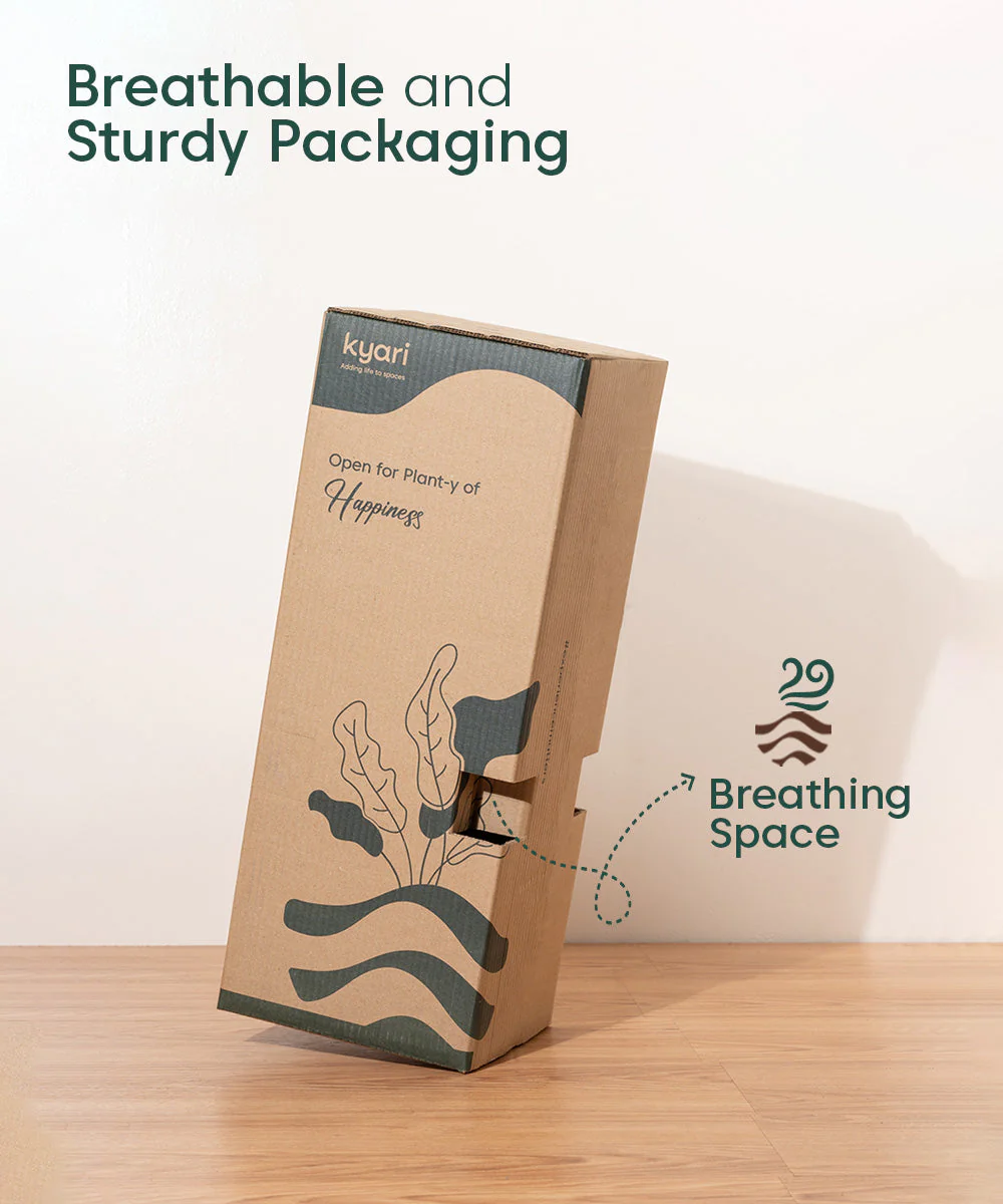 Areca Palm with Metal Self Watering Pot - Image 33