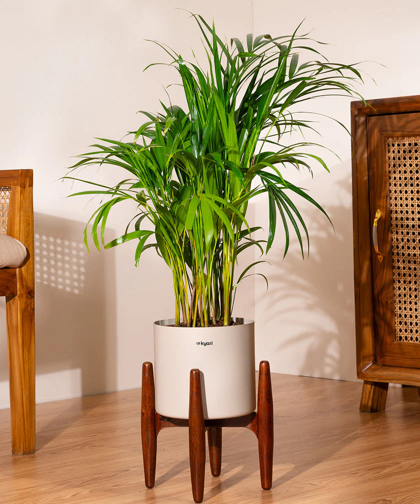 Areca Palm with Metal Self Watering Pot - Image 36