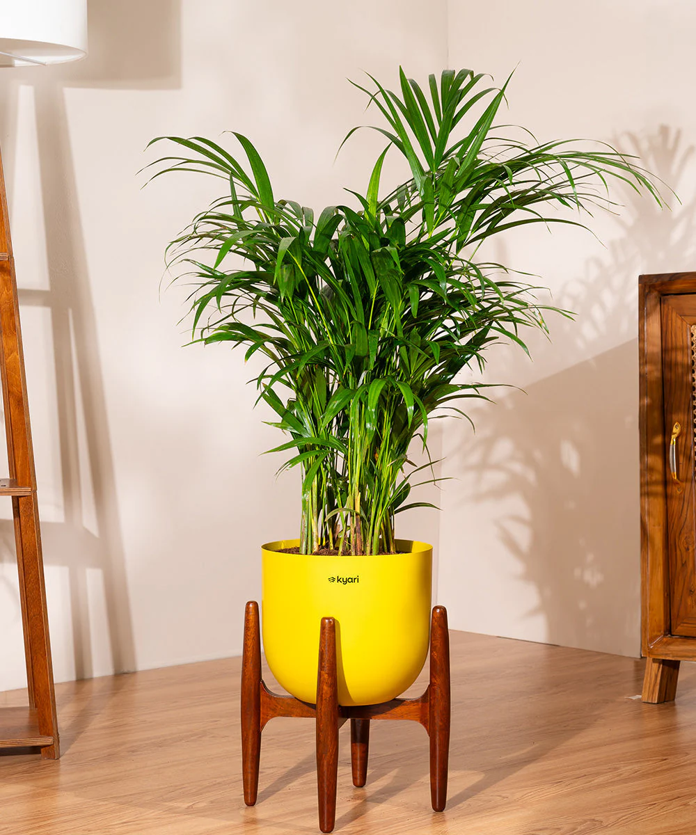 Areca Palm with Metal Self Watering Pot - Image 44