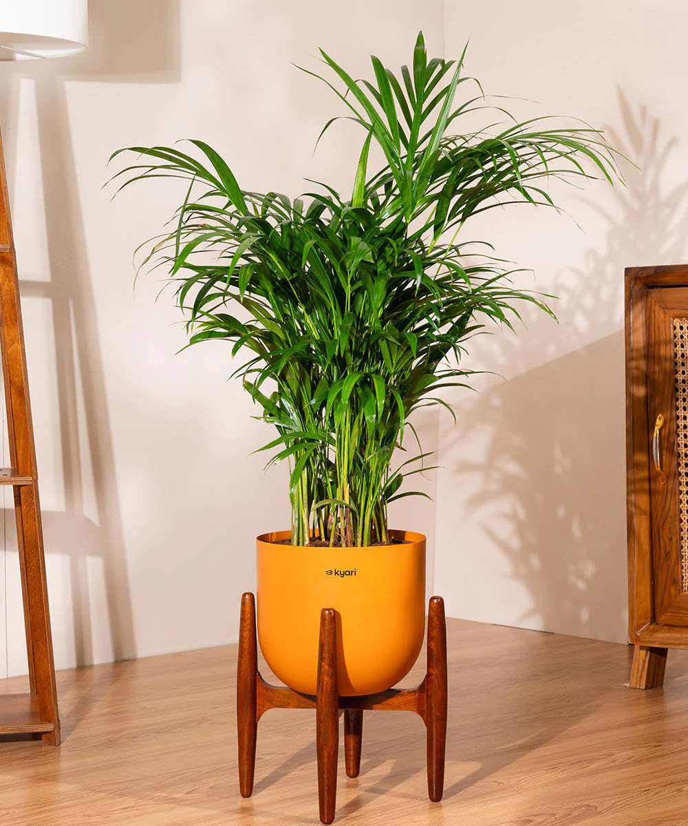 Areca Palm with Metal Self Watering Pot - Image 49