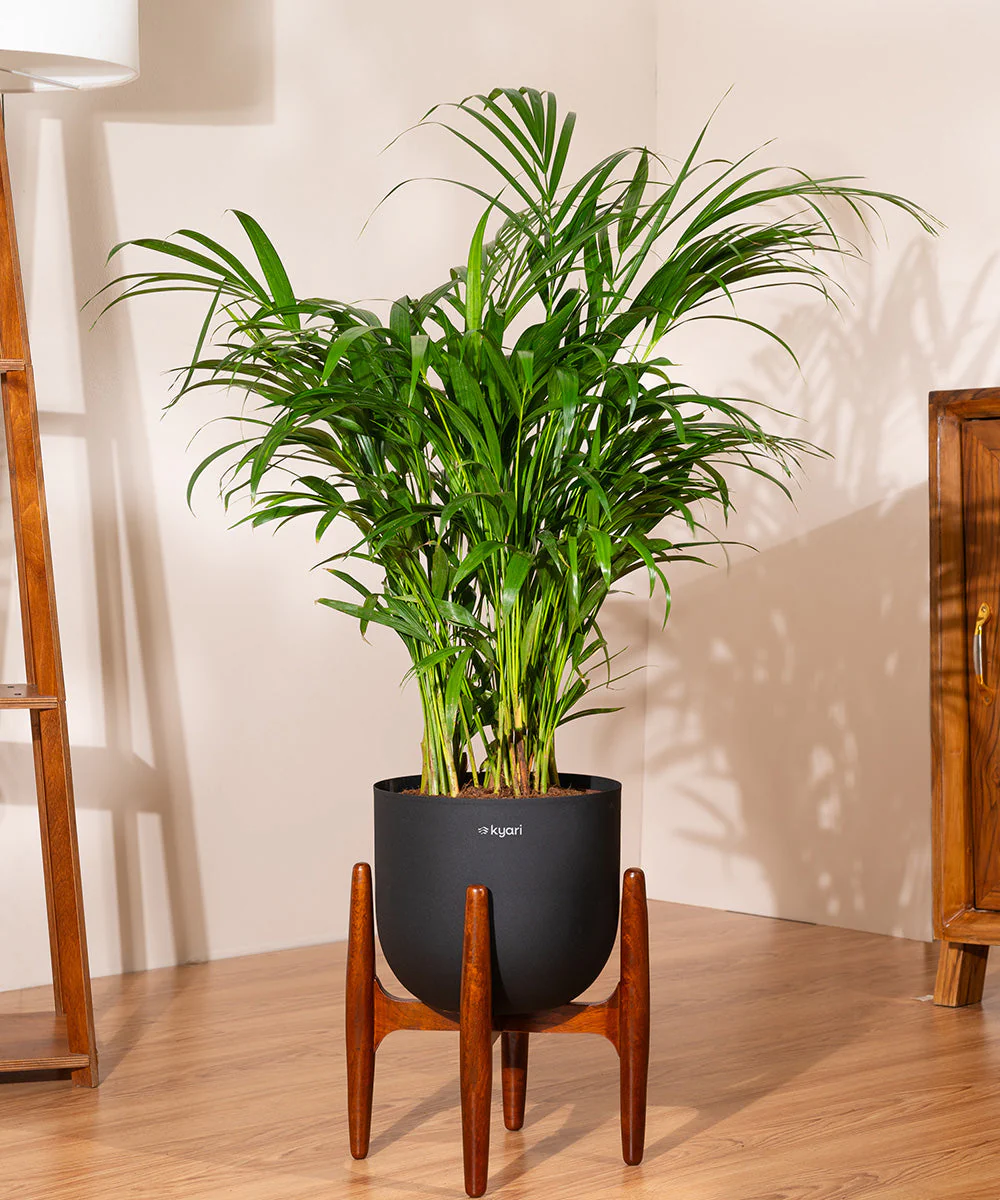 Areca Palm with Metal Self Watering Pot - Image 55
