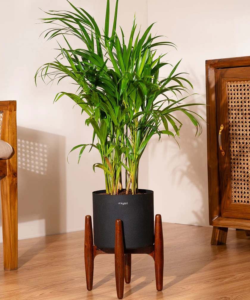 Areca Palm with Metal Self Watering Pot - Image 6