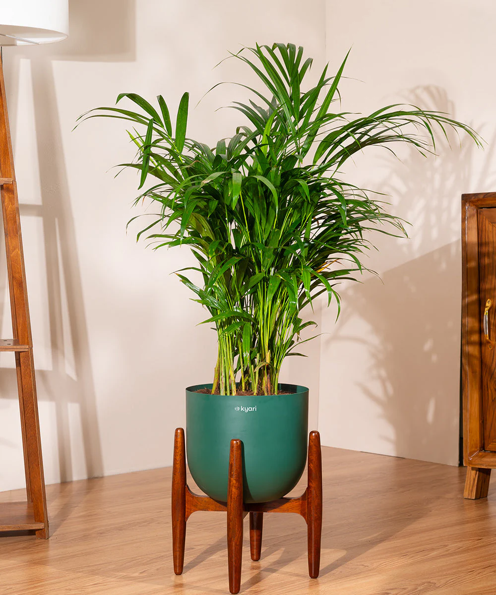Areca Palm with Metal Self Watering Pot - Image 61