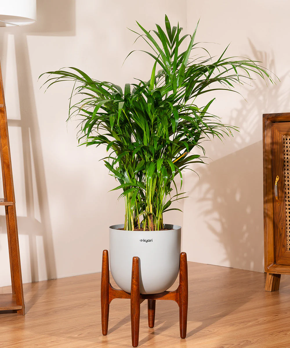 Areca Palm with Metal Self Watering Pot - Image 67