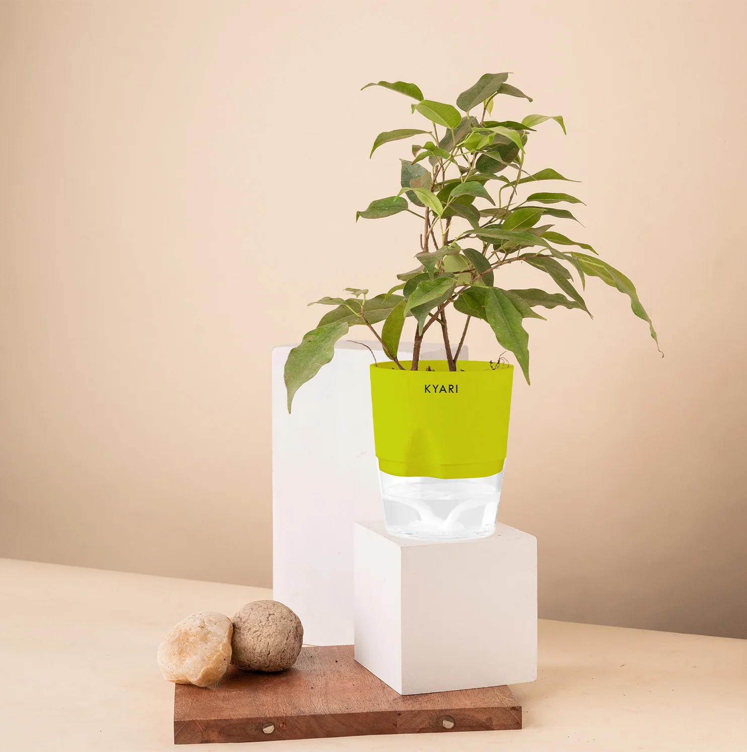 Black Ficus Plant - Image 10