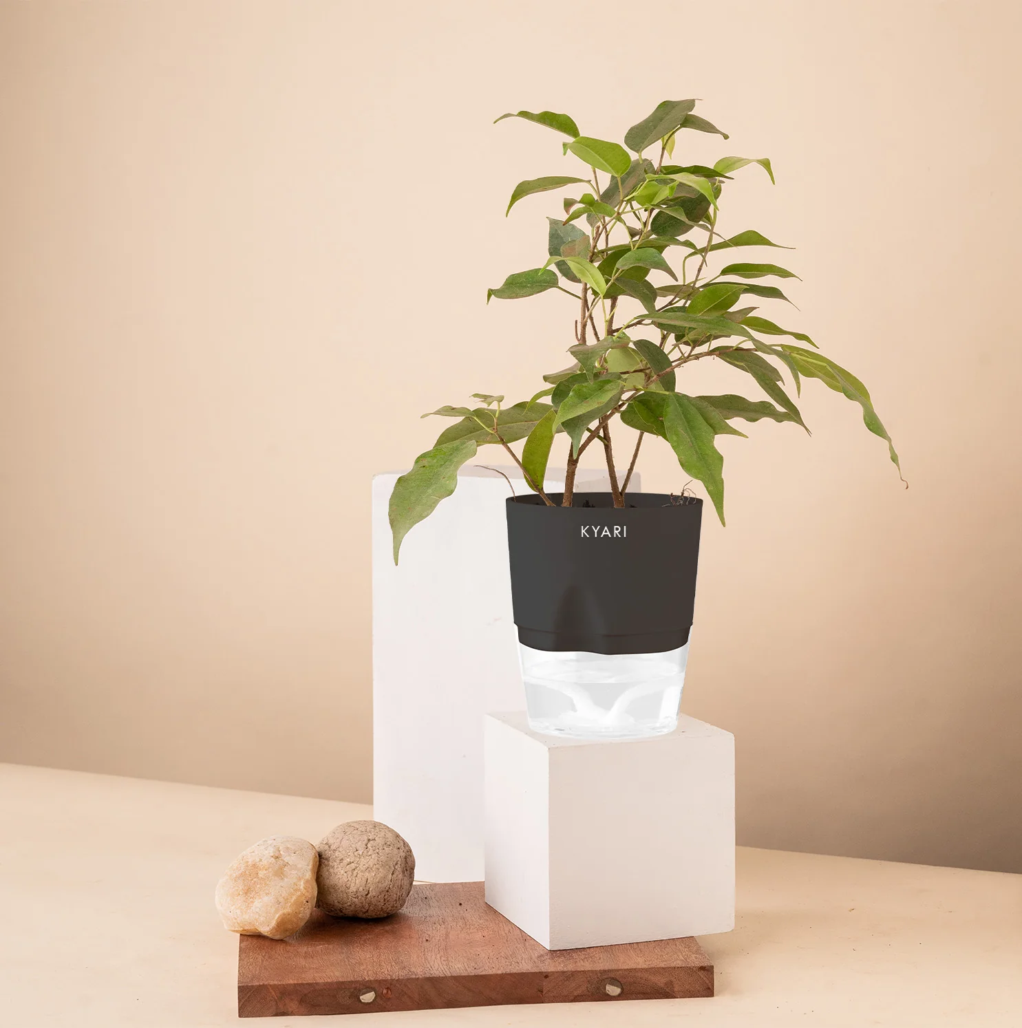 Black Ficus Plant - Image 11