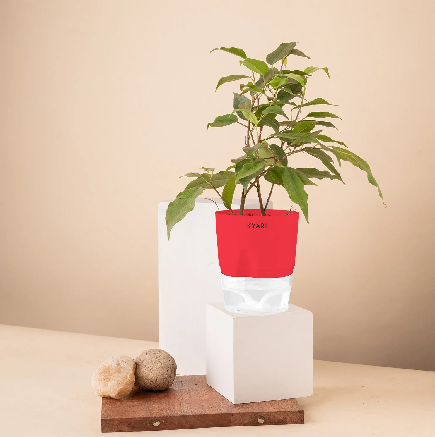 Black Ficus Plant - Image 12