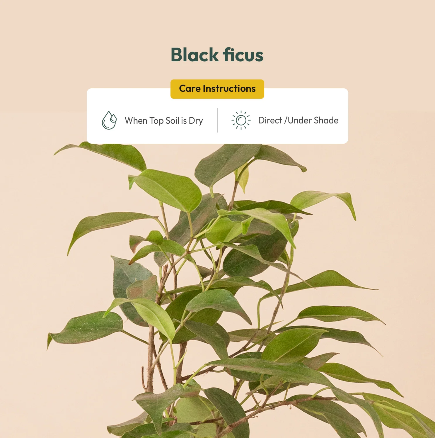 Black Ficus Plant - Image 3