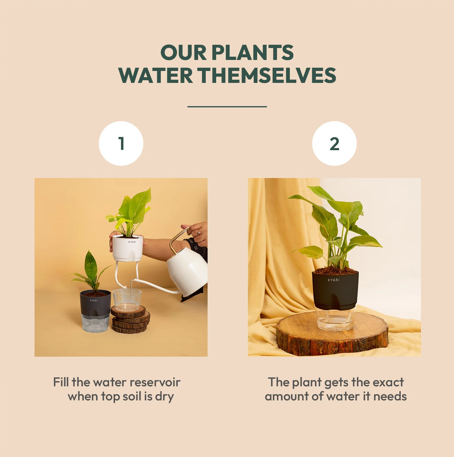 Black Ficus Plant - Image 4