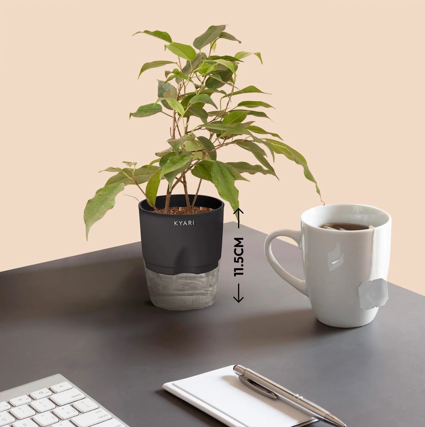 Black Ficus Plant - Image 5