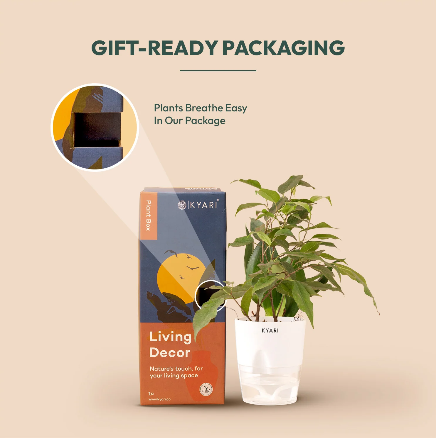 Black Ficus Plant - Image 6