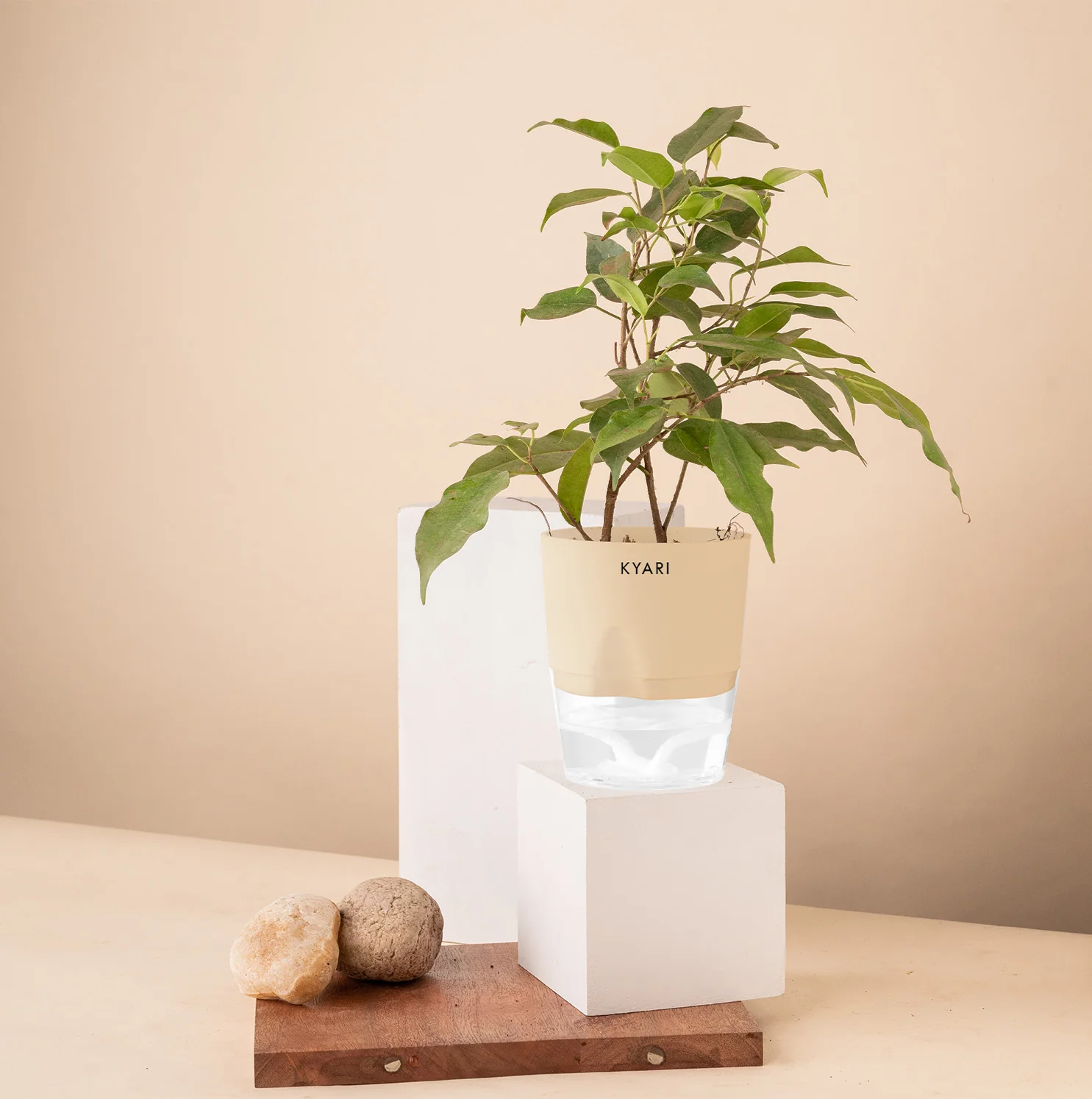 Black Ficus Plant - Image 8
