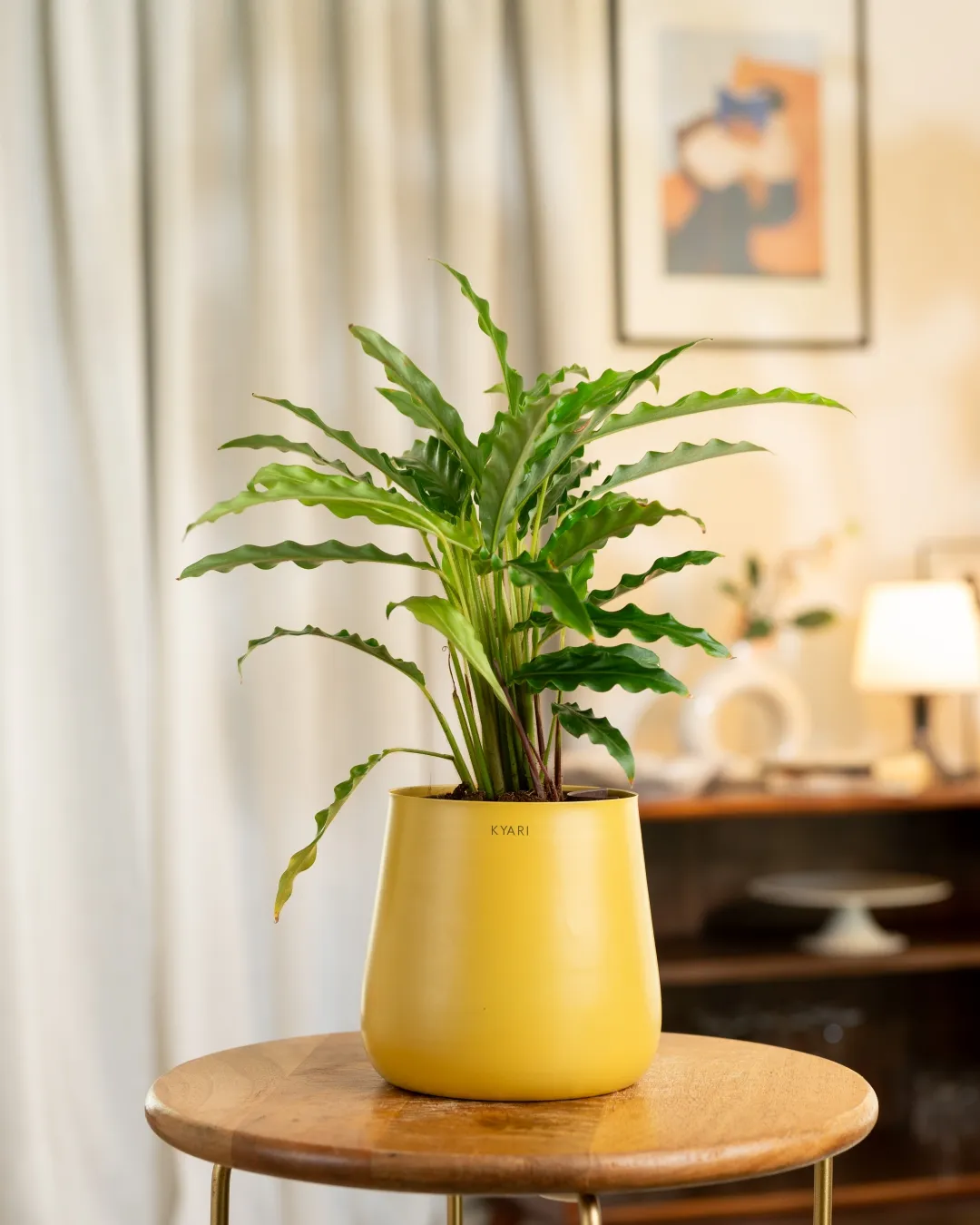 Calathea Rufibarba Plant with Medium Metal Self Watering Pot - Image 20