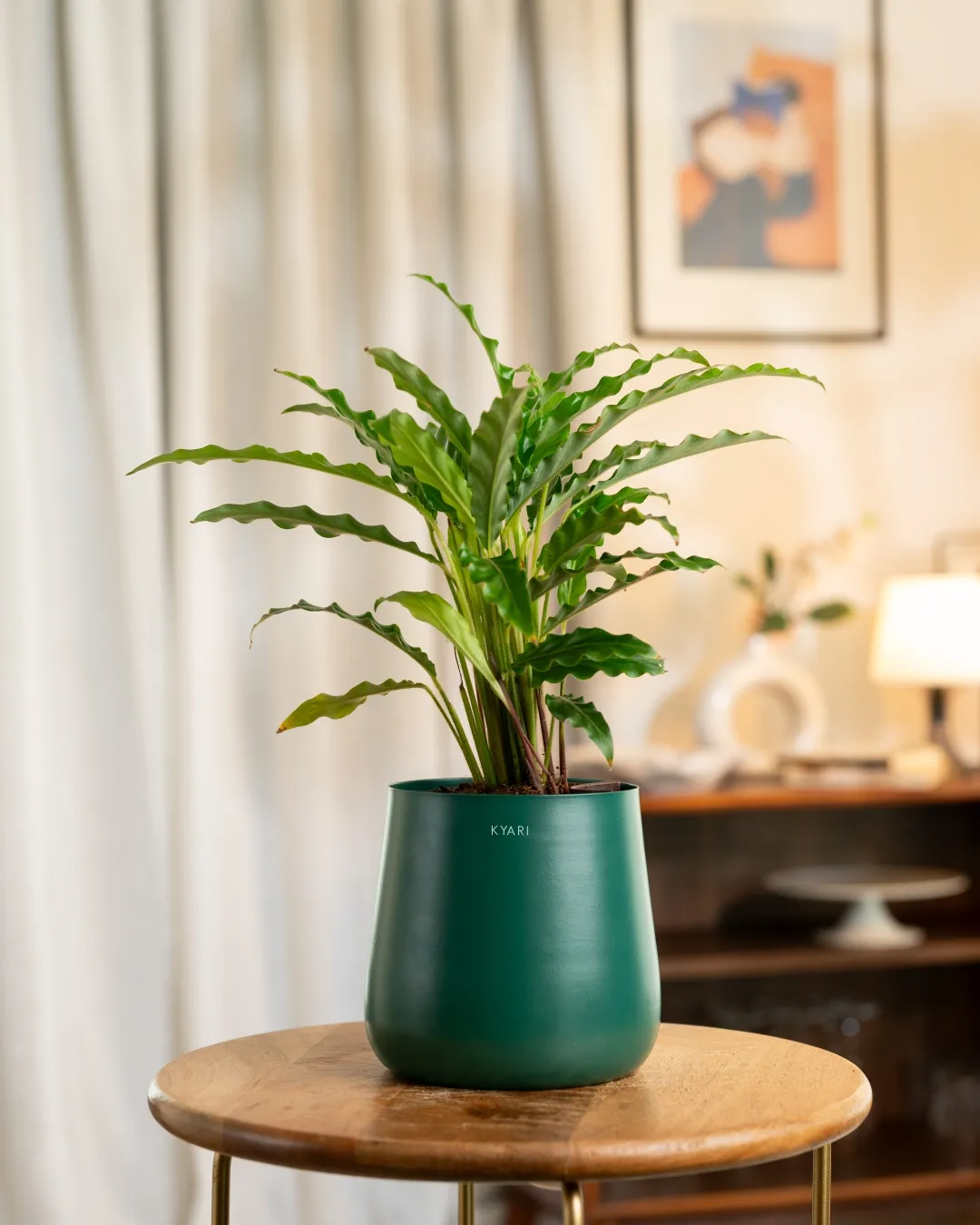 Calathea Rufibarba Plant with Medium Metal Self Watering Pot - Image 26