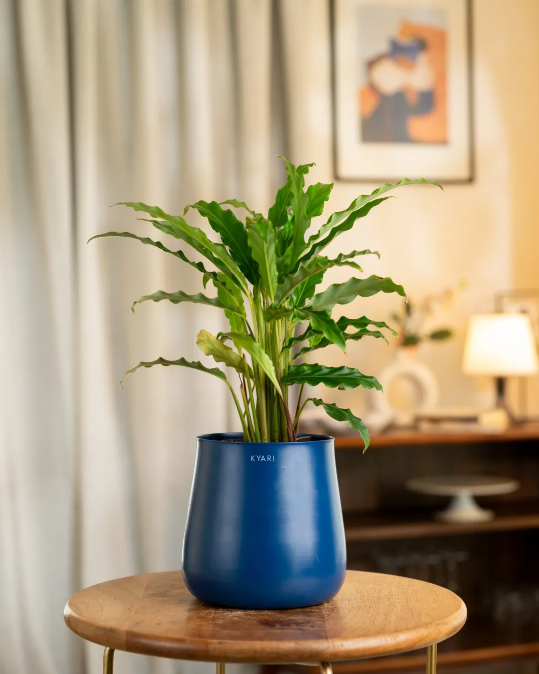 Calathea Rufibarba Plant with Medium Metal Self Watering Pot - Image 8