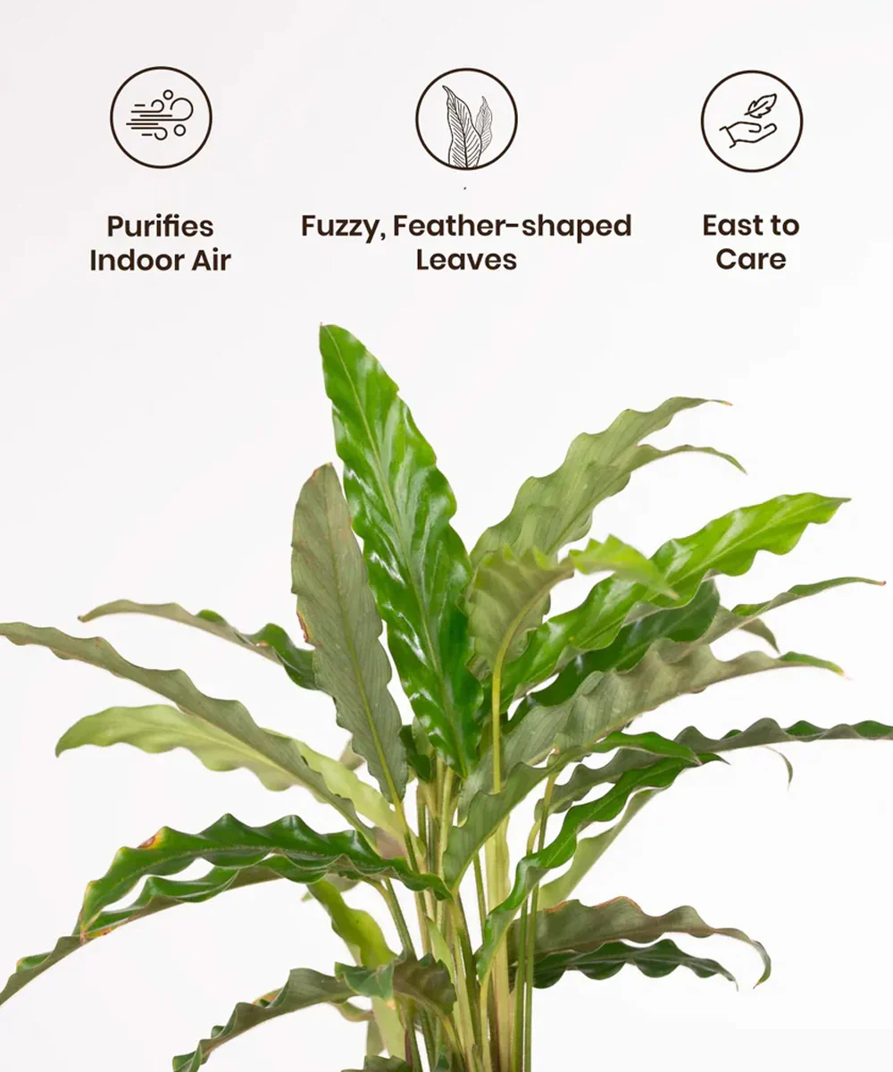 Calathea Rufibarba Plant With Self Watering Pot - Image 11