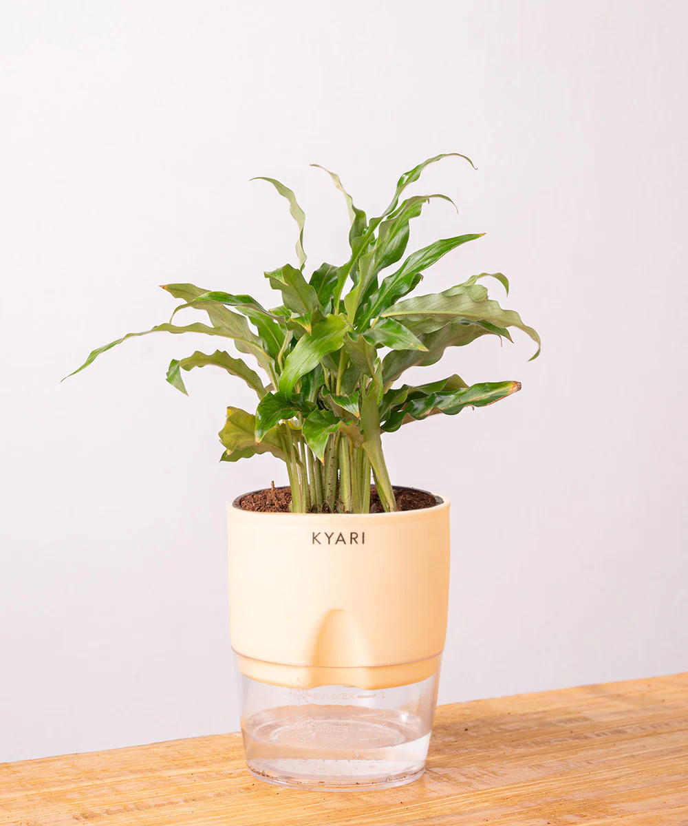 Calathea Rufibarba Plant With Self Watering Pot - Image 24