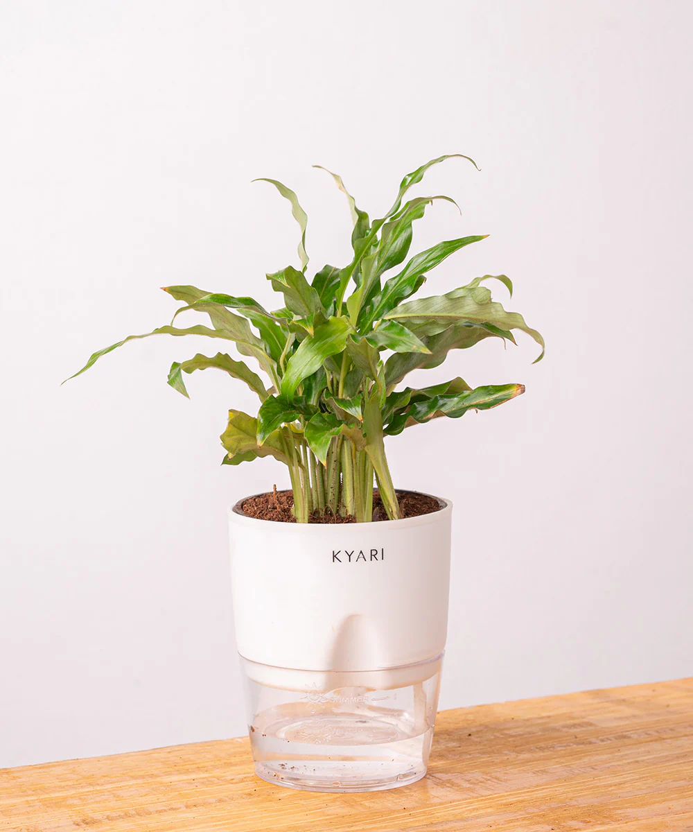 Calathea Rufibarba Plant With Self Watering Pot - Image 3