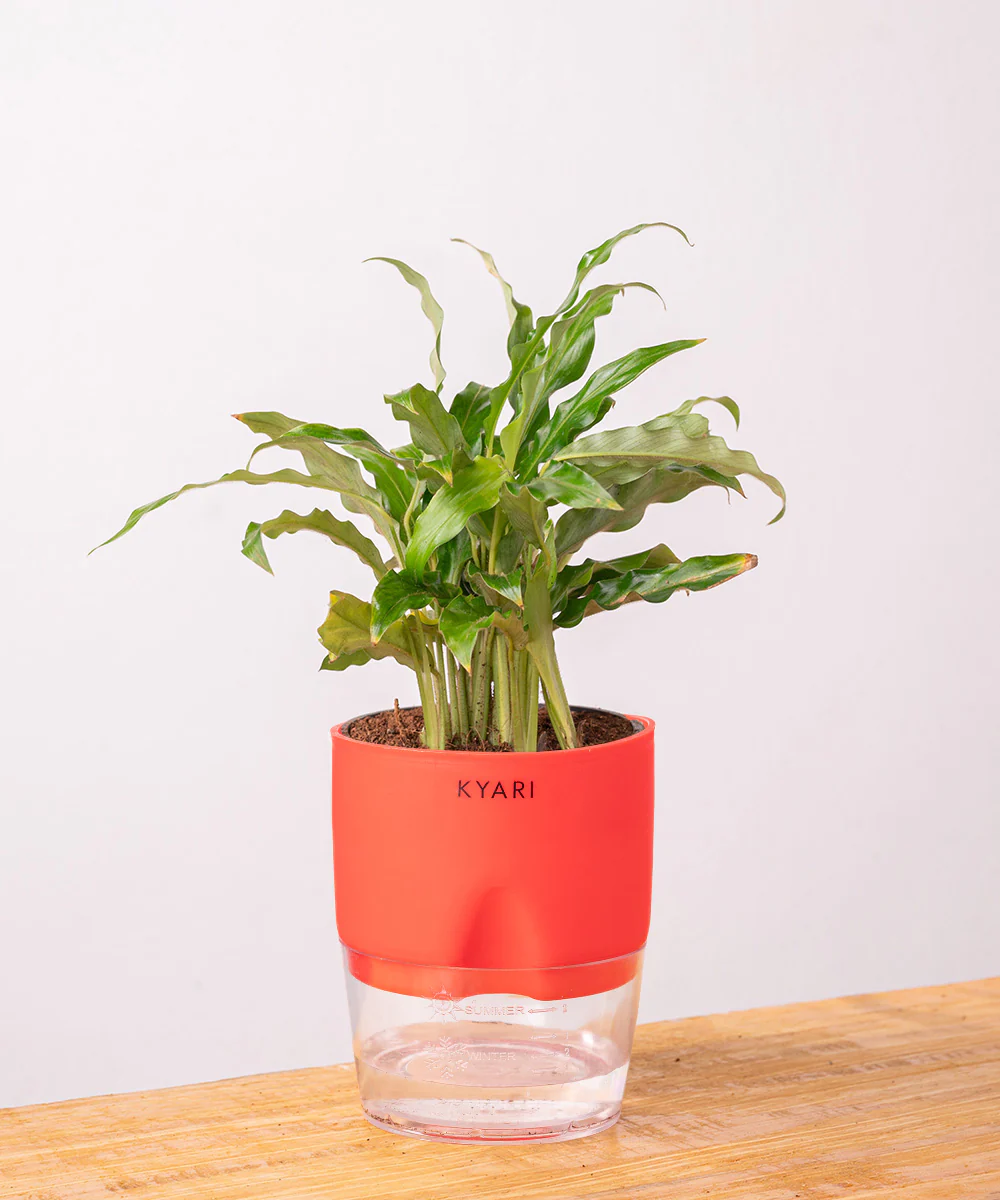 Calathea Rufibarba Plant With Self Watering Pot - Image 31