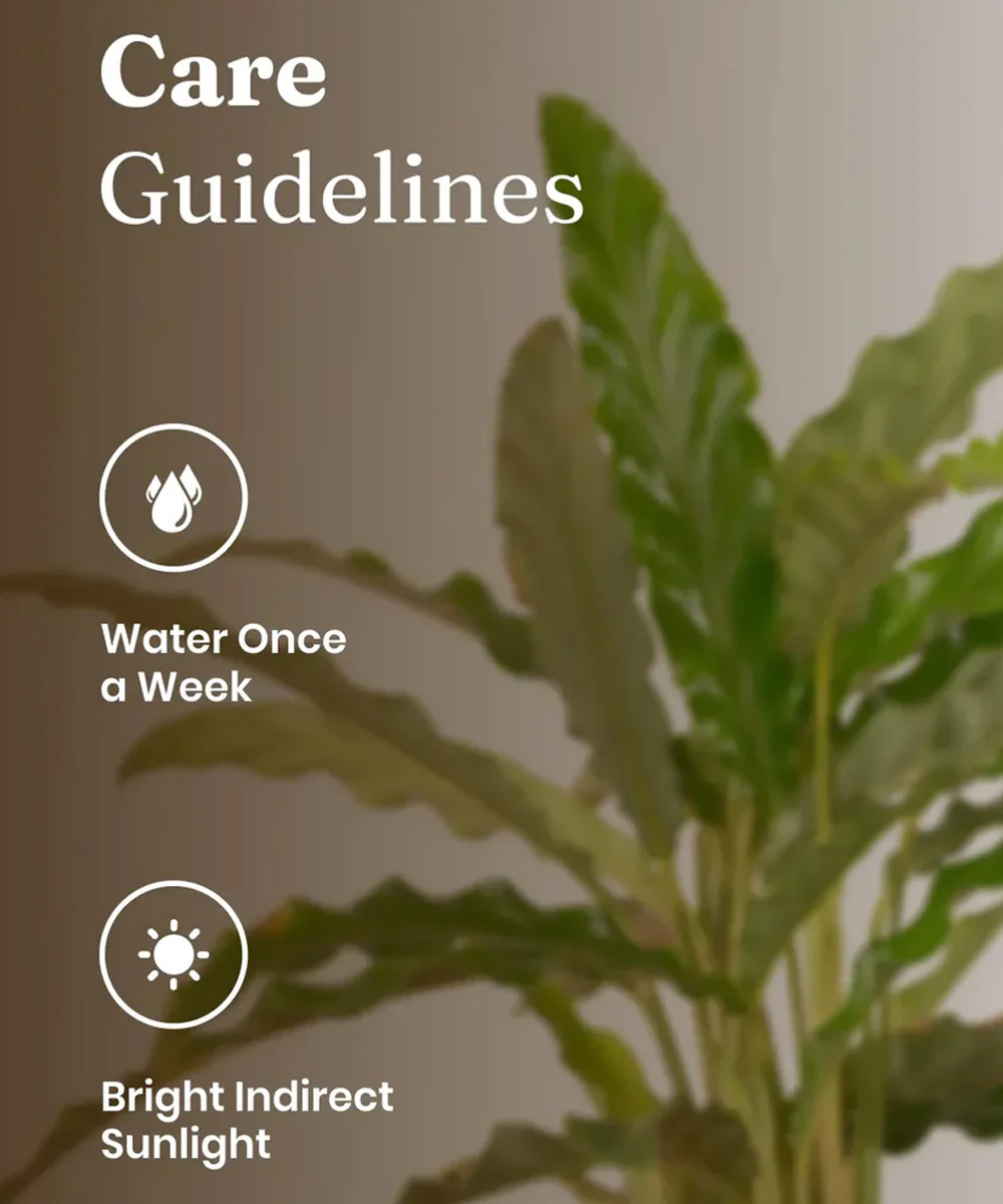 Calathea Rufibarba Plant With Self Watering Pot - Image 33
