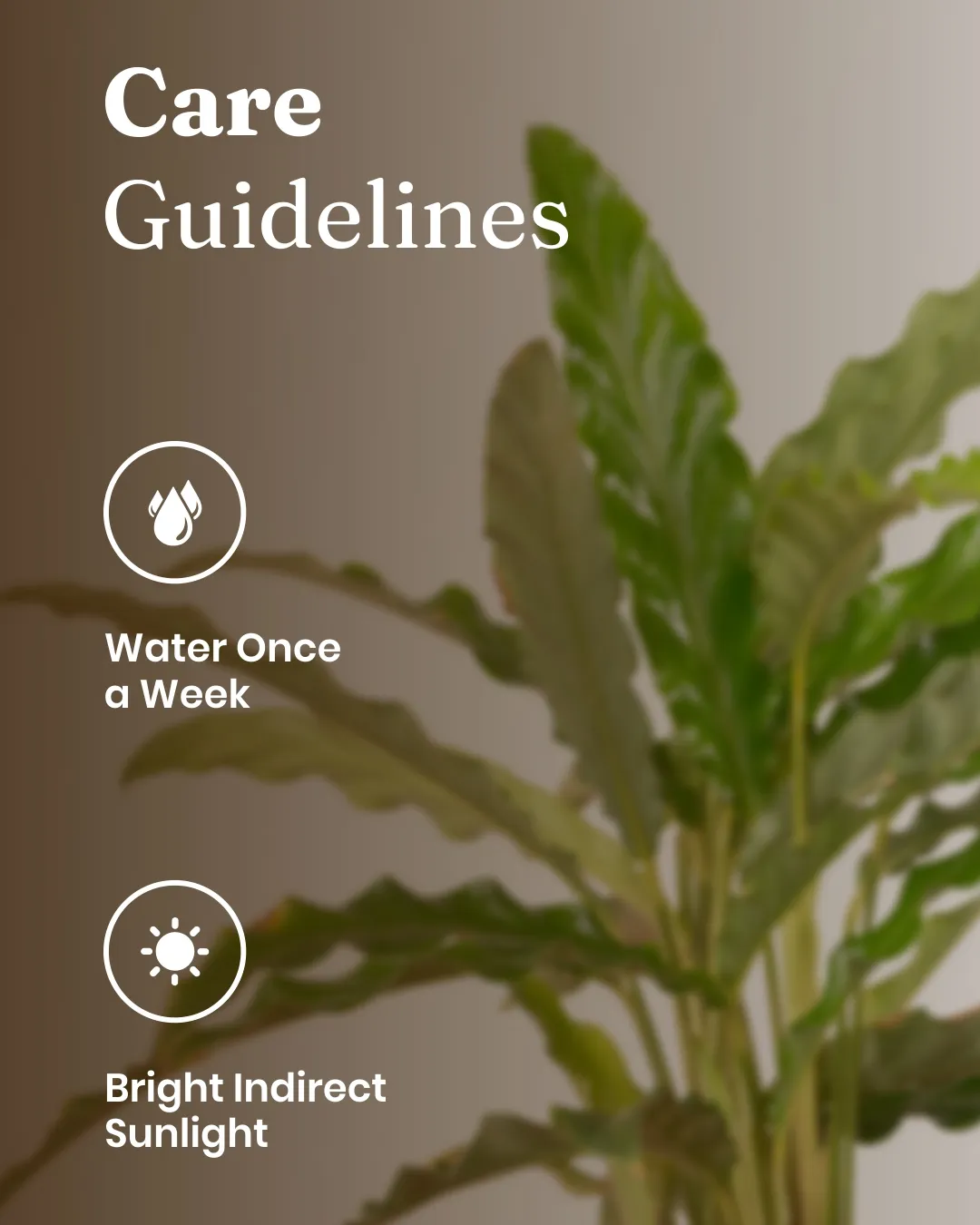 Calathea Rufibarba Plant With Self Watering Pot - Image 58