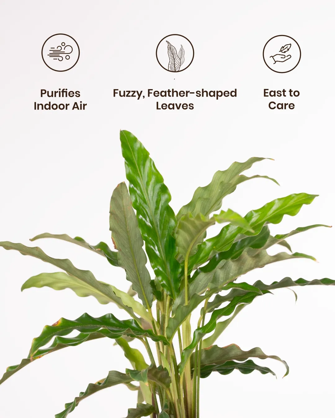 Calathea Rufibarba Plant With Self Watering Pot - Image 65