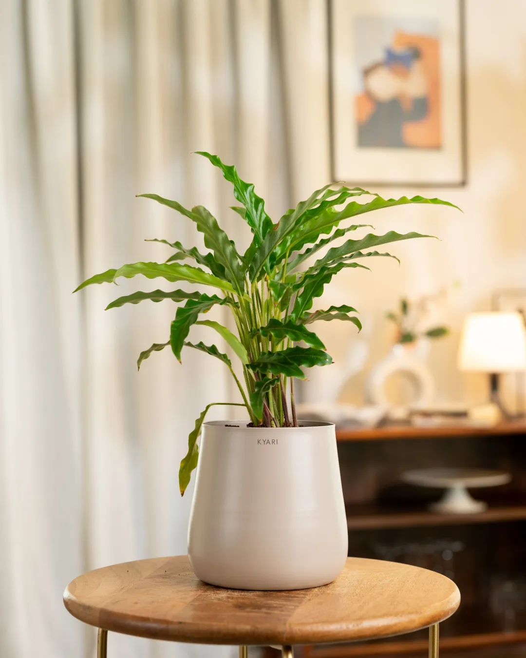 Calathea Rufibarba Plant With Self Watering Pot - Image 67
