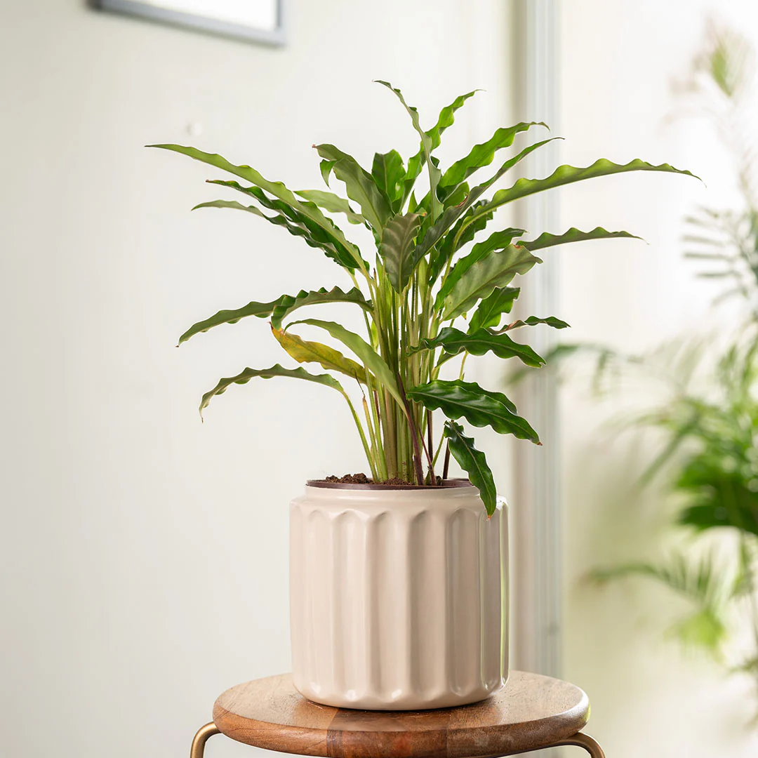 Calathea Rufibarba Plant with Medium Metal Self Watering Pot - Image 11