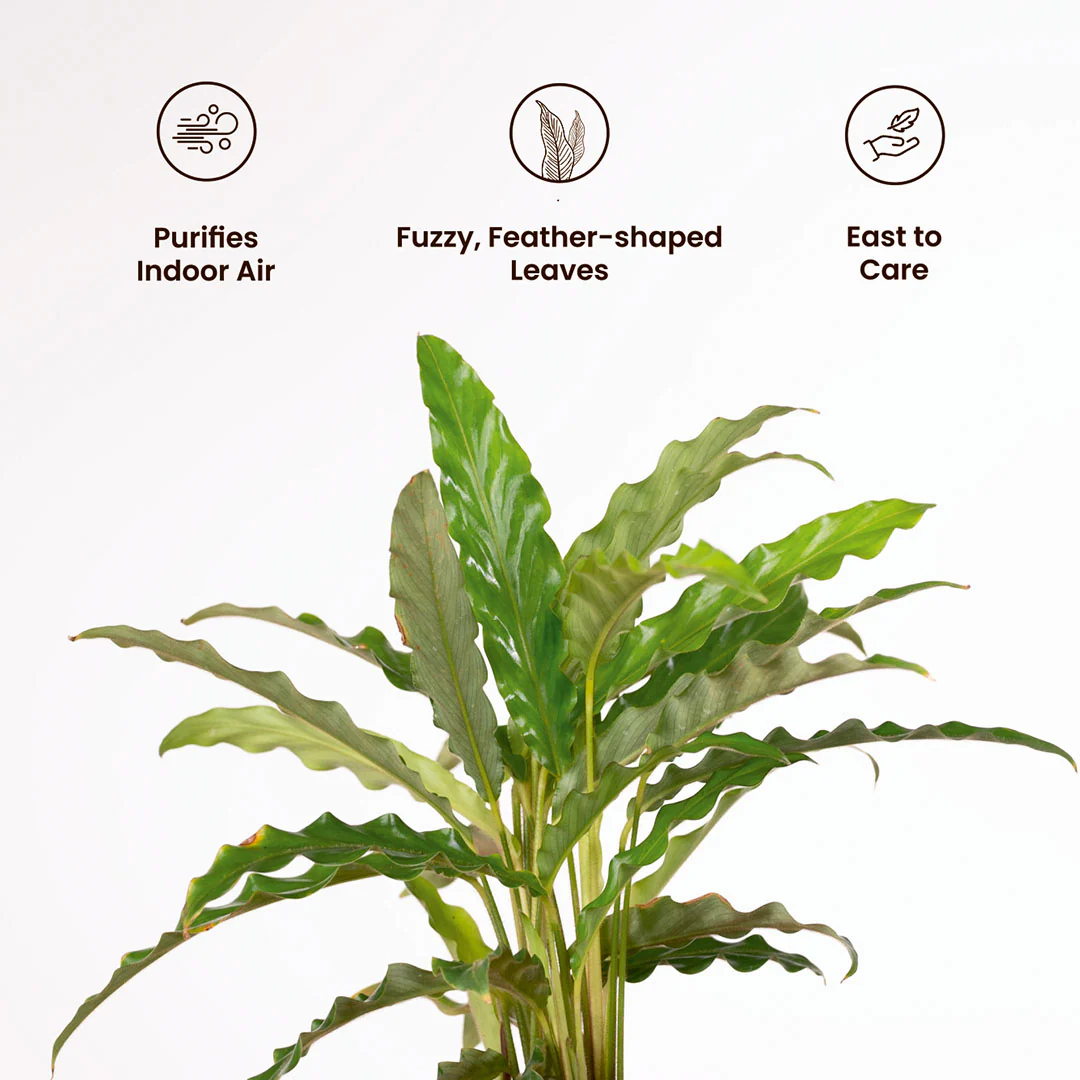 Calathea Rufibarba Plant with Medium Metal Self Watering Pot - Image 12