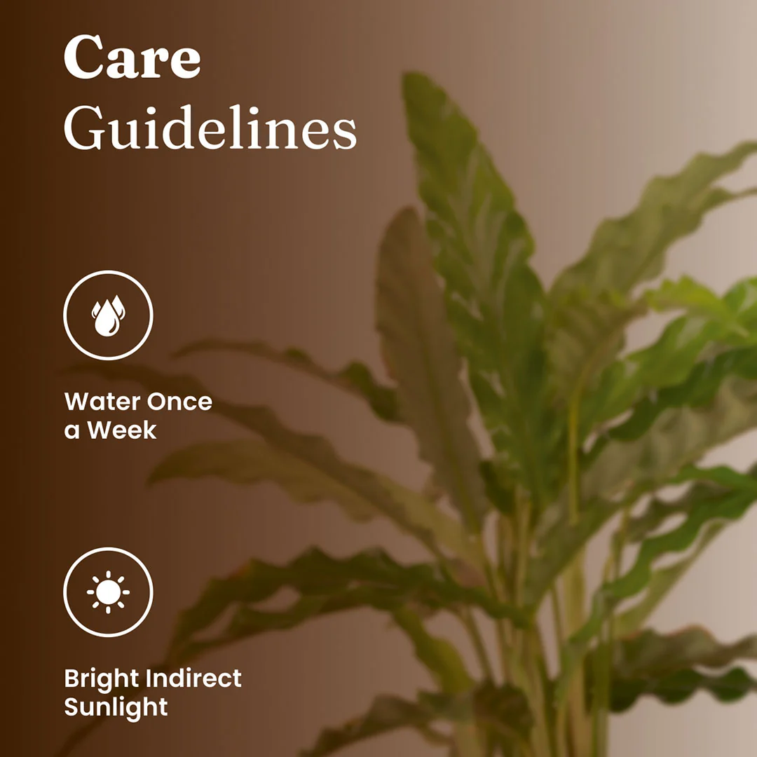 Calathea Rufibarba Plant with Medium Metal Self Watering Pot - Image 14