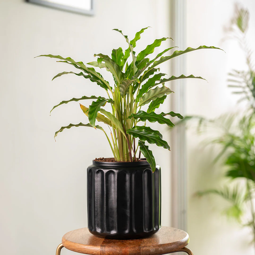 Calathea Rufibarba Plant with Medium Metal Self Watering Pot - Image 19