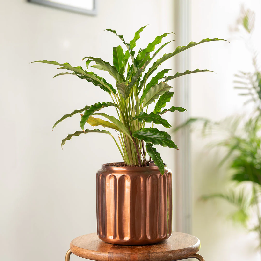 Calathea Rufibarba Plant with Medium Metal Self Watering Pot - Image 21