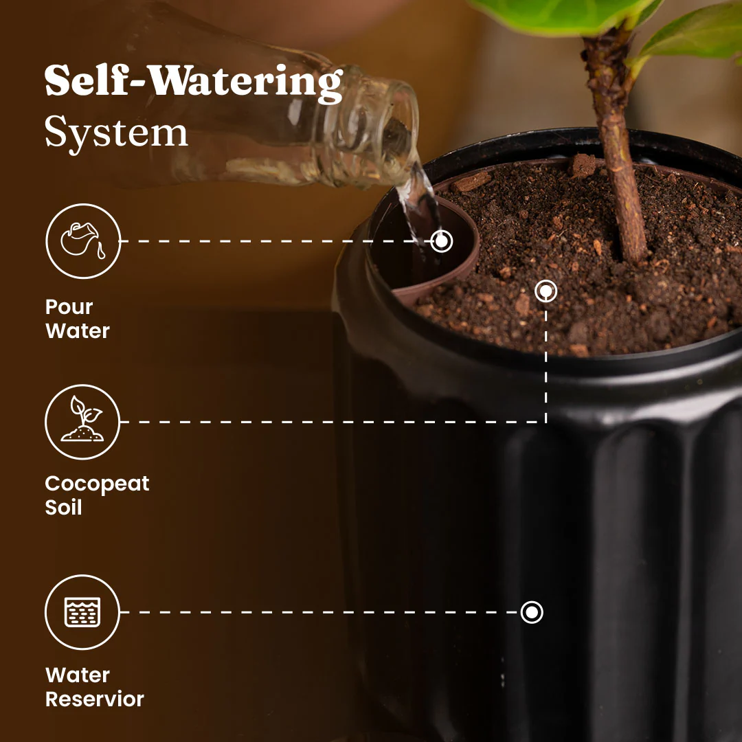 Calathea Rufibarba Plant with Medium Metal Self Watering Pot - Image 3