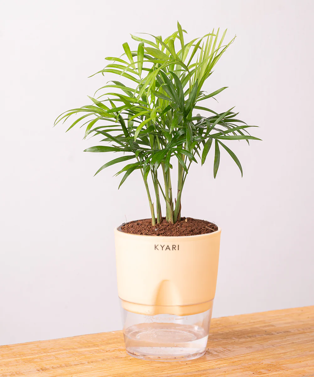 Chamaedorea Palm Plant With Self Watering Pot - Image 10
