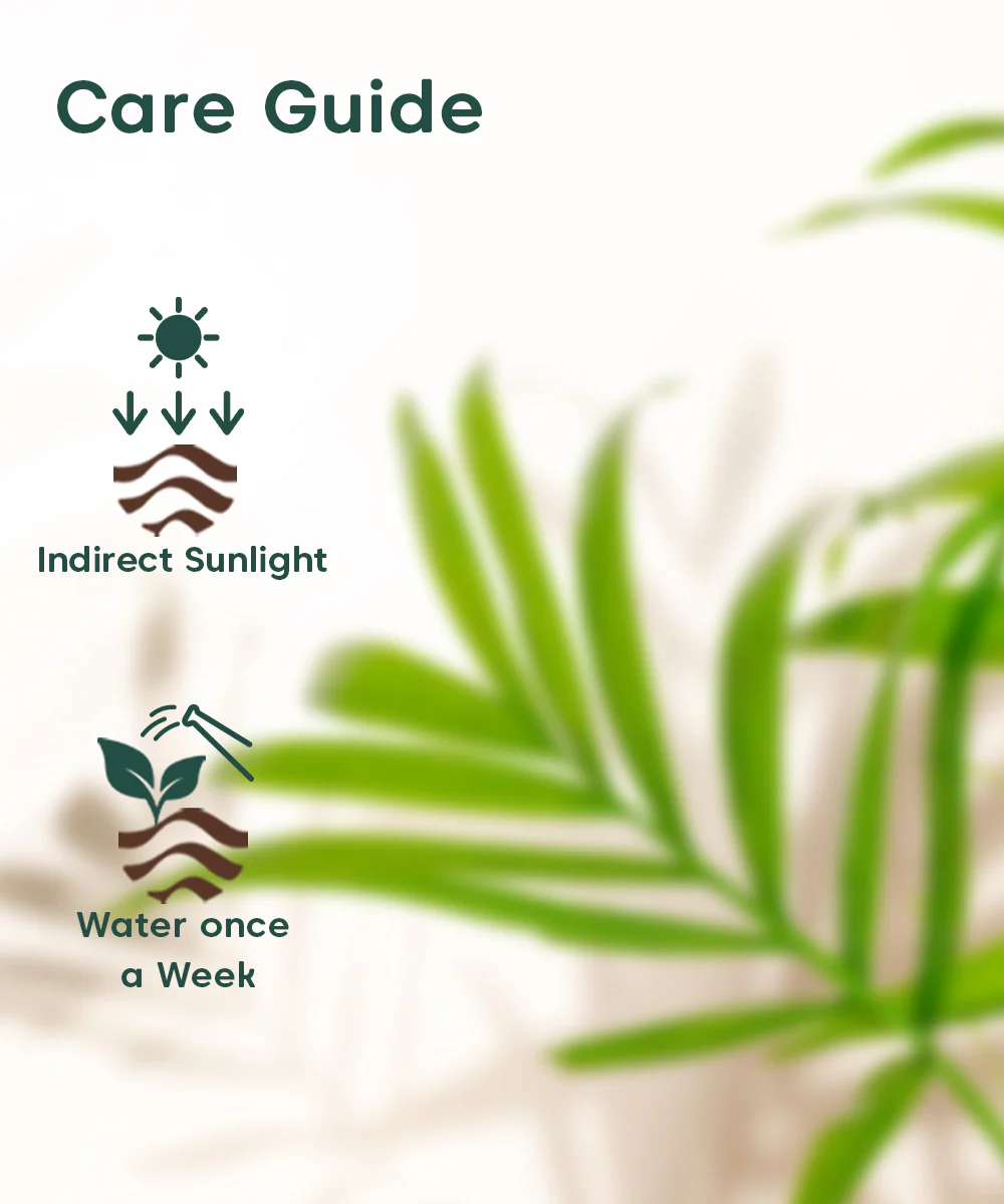 Chamaedorea Palm Plant With Self Watering Pot - Image 100